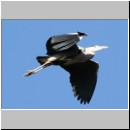 Ardea cinerea Graureiher 03.jpg